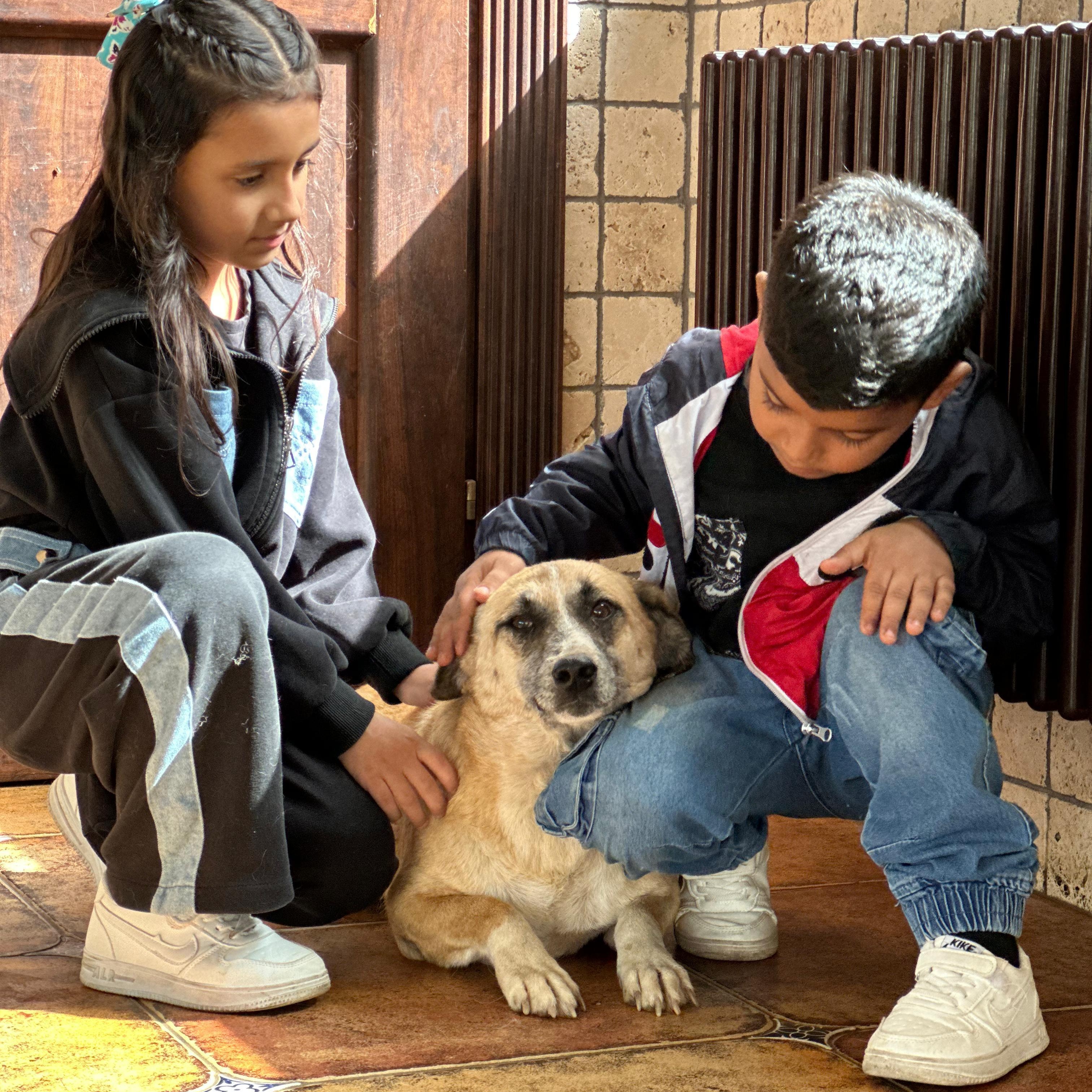 Wolt, a Adoptable mixed breed in Hackettstown, NJ image 1/6