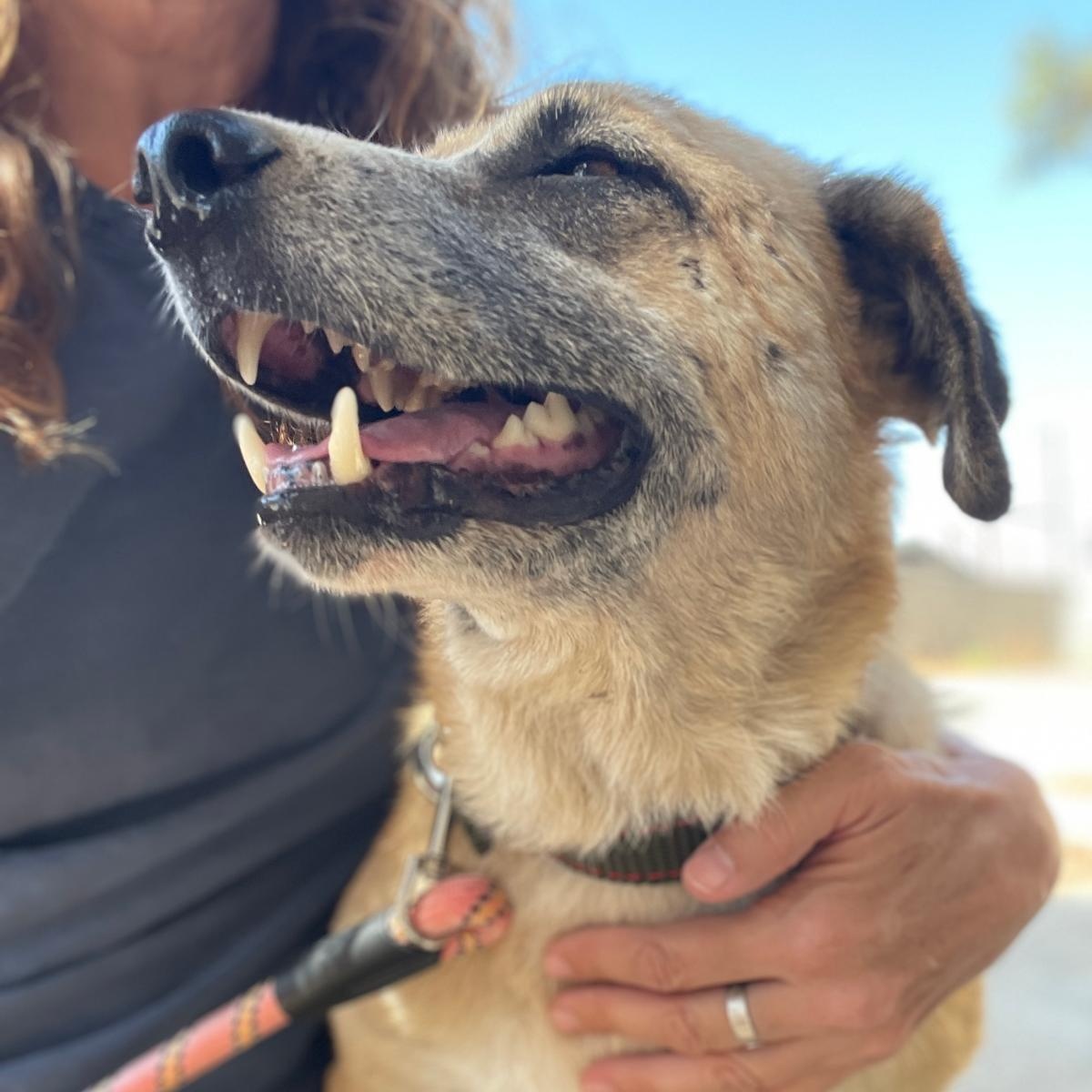 Wolt, a Adoptable mixed breed in Hackettstown, NJ image 3/6