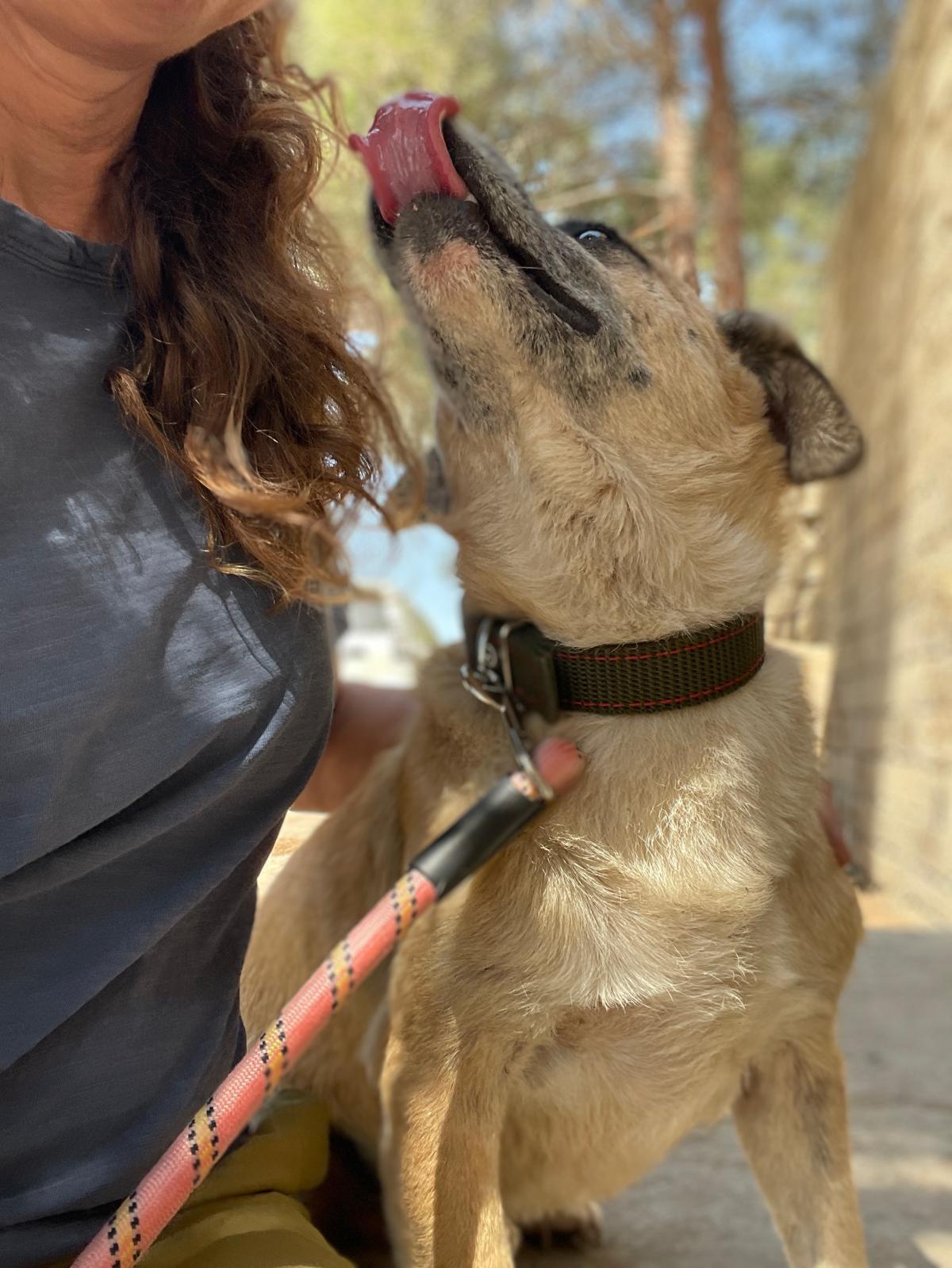 Wolt, a Adoptable mixed breed in Hackettstown, NJ image 4/6