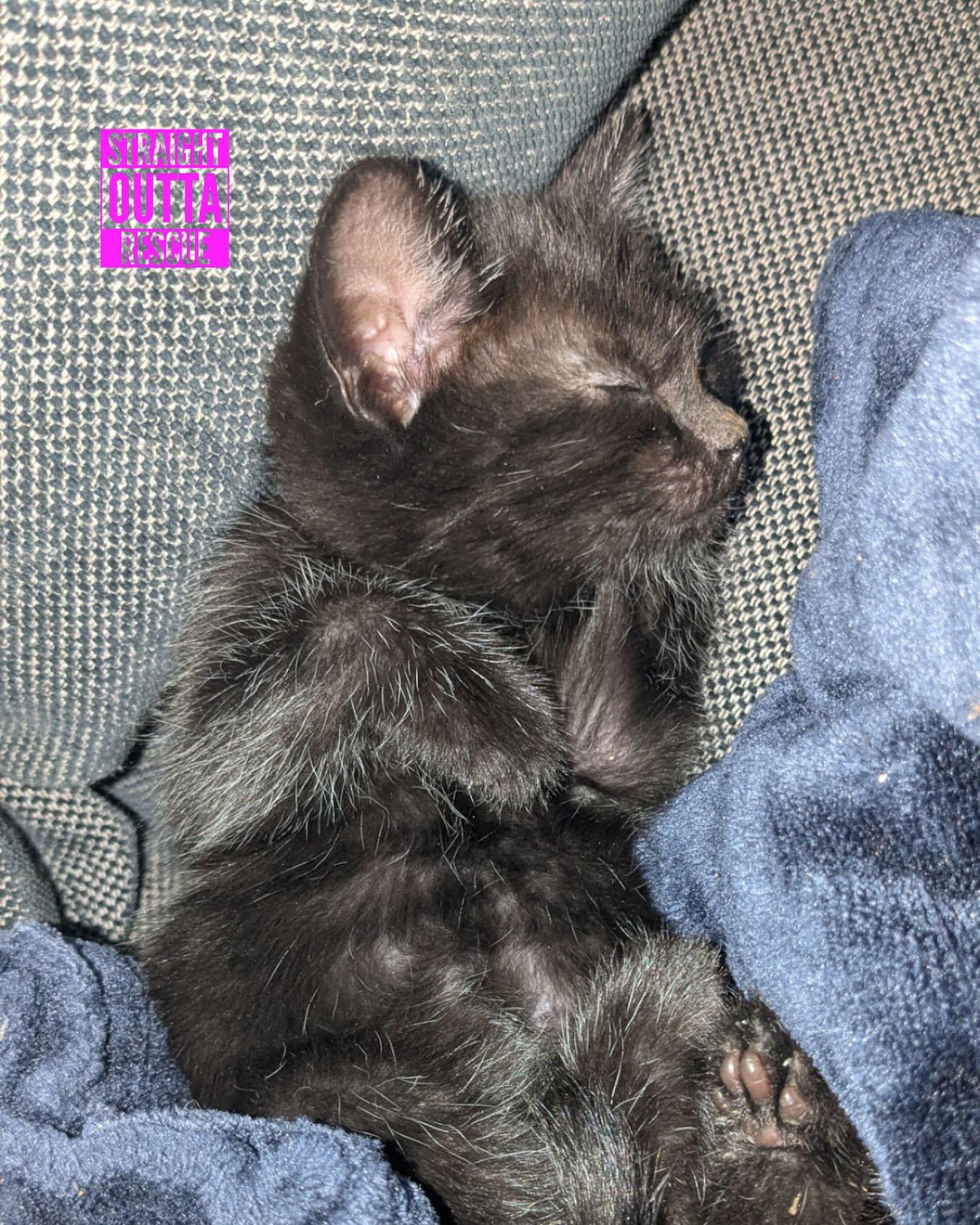 Leo, an adoptable Domestic Short Hair in Vancouver, BC, V6K 1P8 | Photo Image 1
