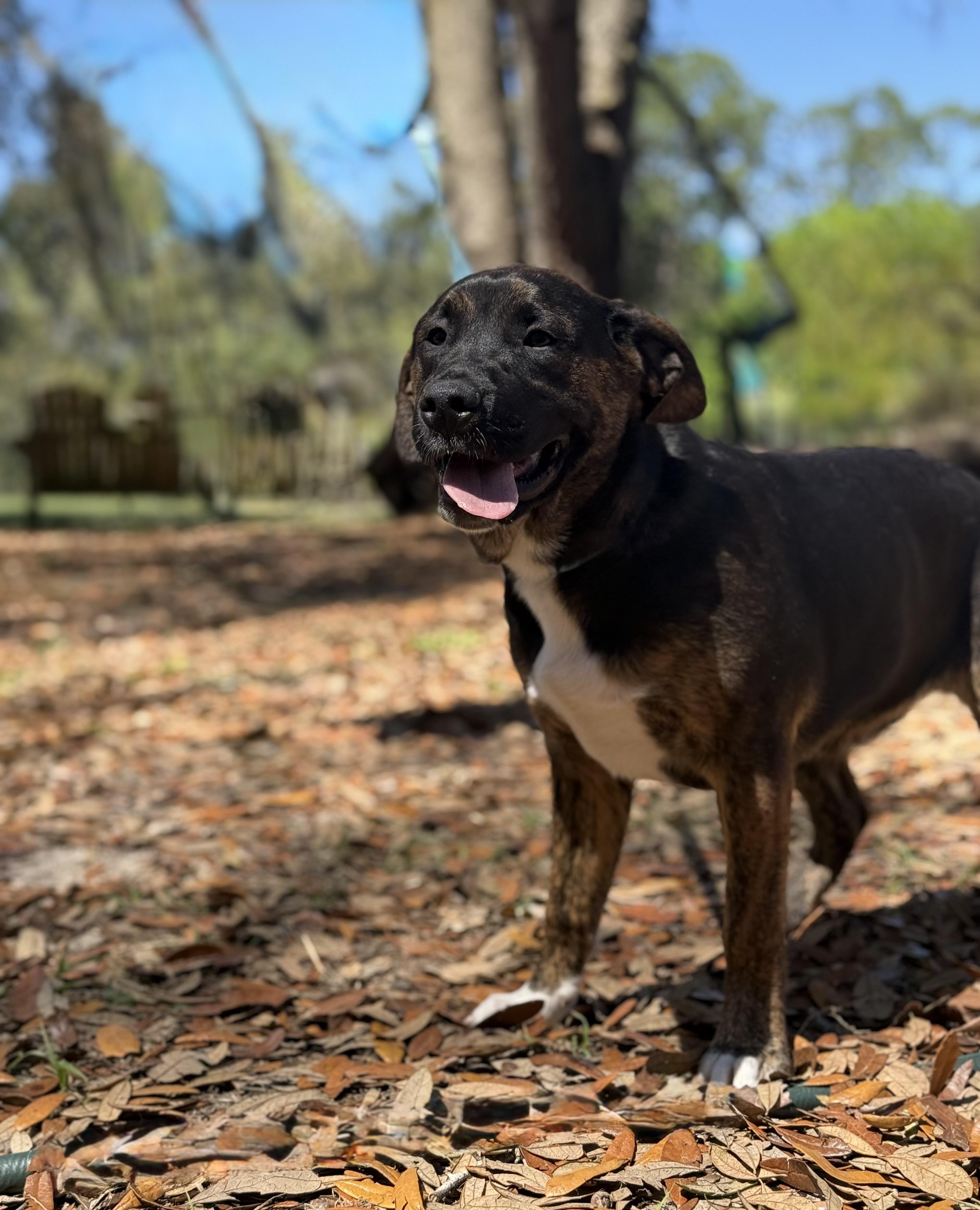 Martina Mcbride , ADOPTABLE, Young Female Golden Retriever & Australian Cattle Dog / Blue Heeler.