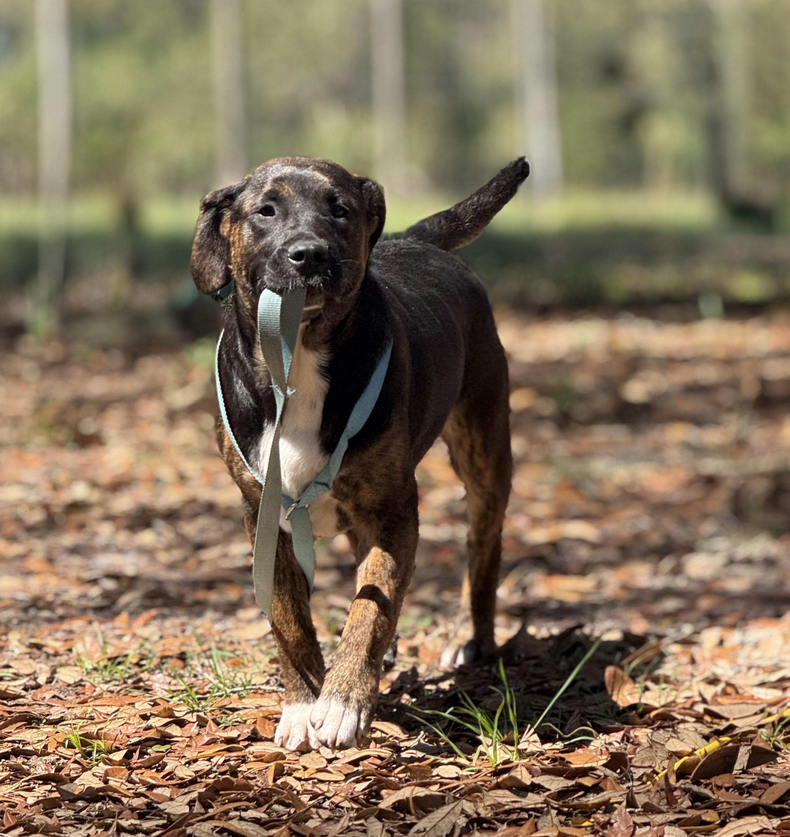 Enlarge Martina Mcbride , a ADOPTABLE mixed breed in DELTONA, FL image 3/3