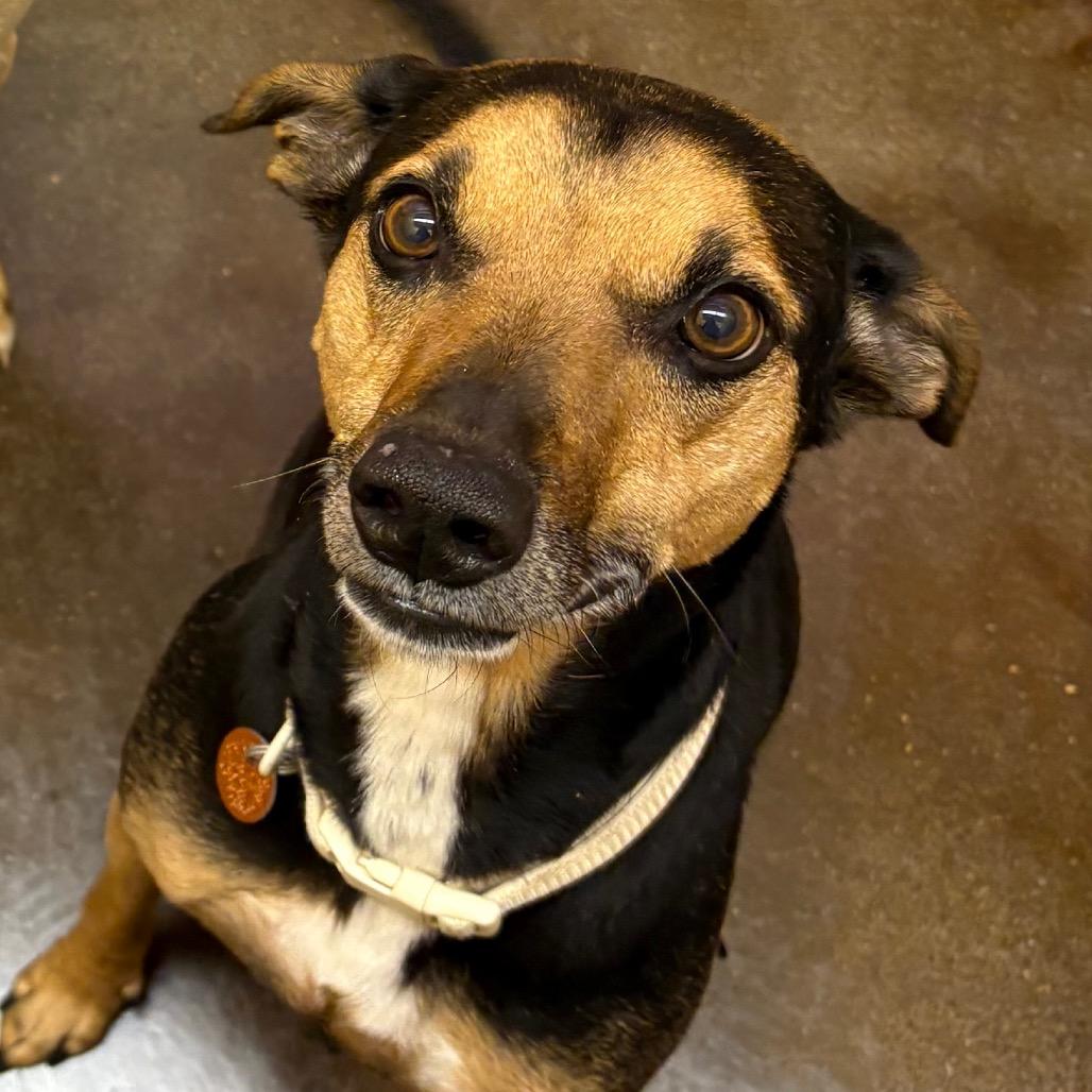 Chardonnay, Adoptable, Adult Female Beagle & Shepherd.