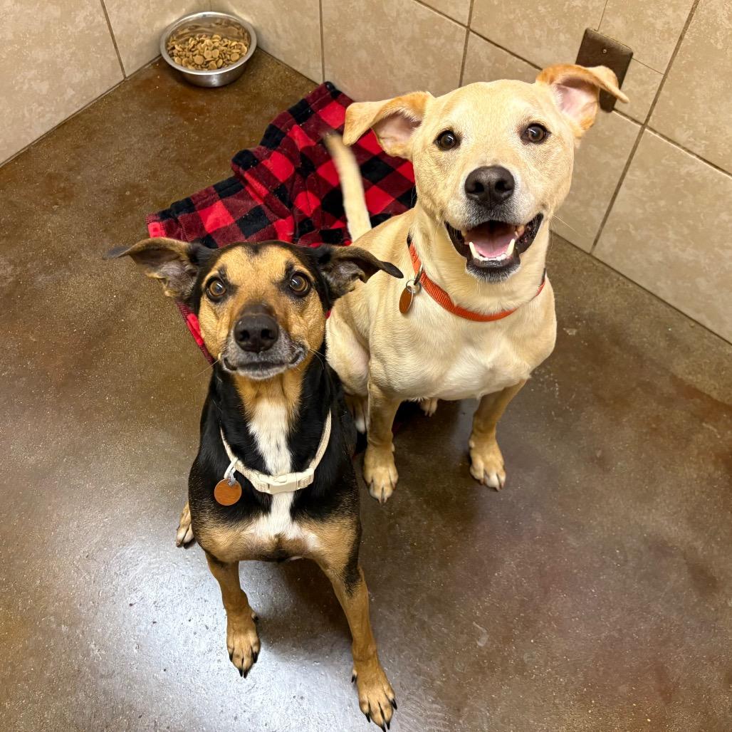 Chardonnay, a Adoptable mixed breed in Springfield, MO image 2/6