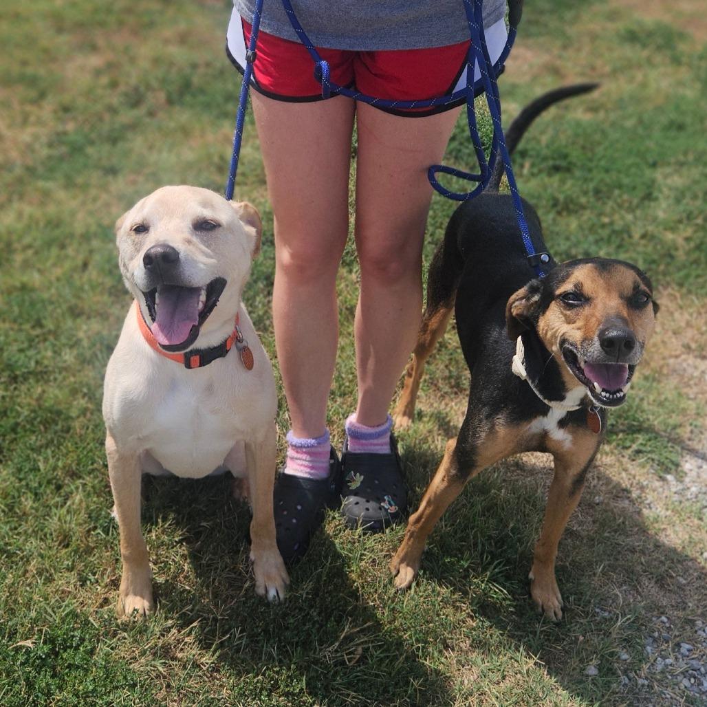 Chardonnay, a Adoptable mixed breed in Springfield, MO image 4/6