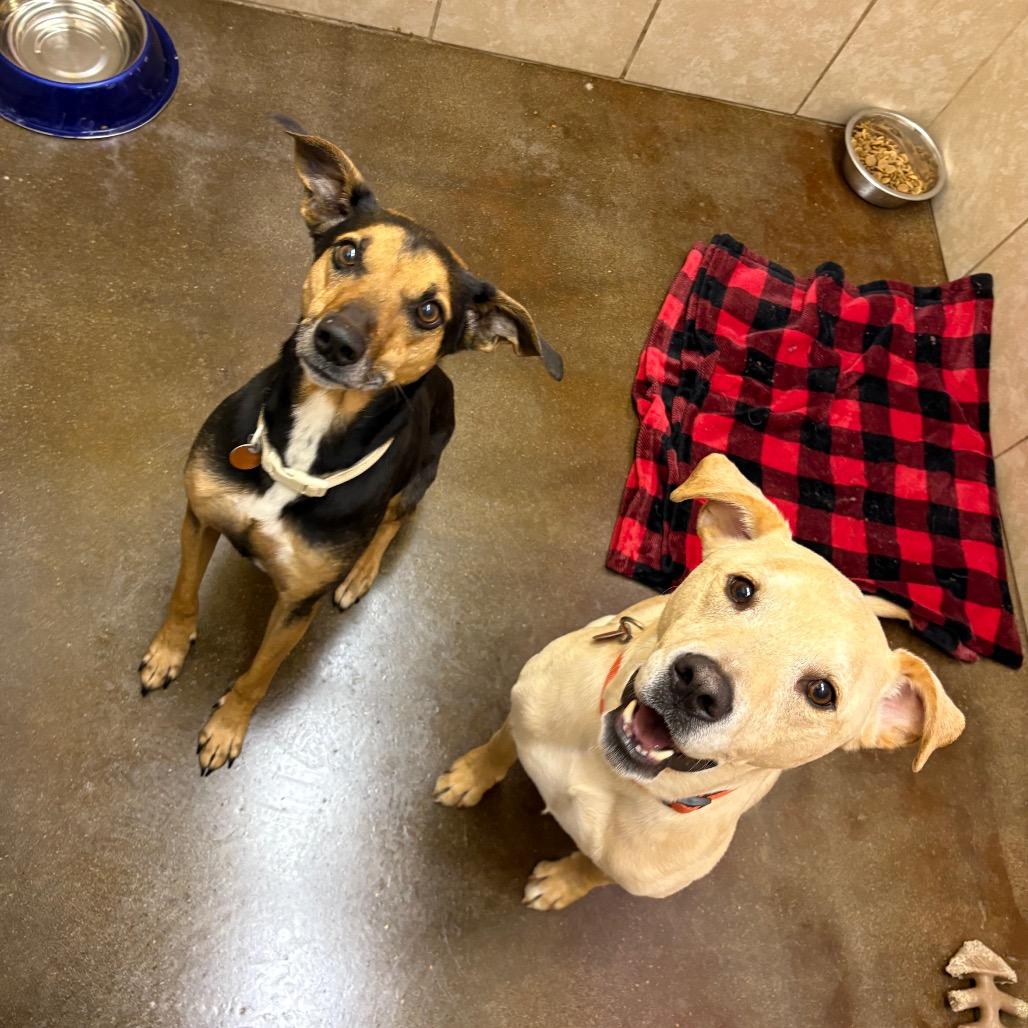 Chardonnay, a Adoptable mixed breed in Springfield, MO image 5/6