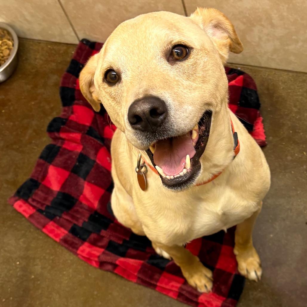 Chardonnay, a Adoptable mixed breed in Springfield, MO image 6/6