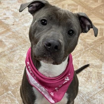 Scarlett, ADOPTABLE, Adult Female Pit Bull Terrier.