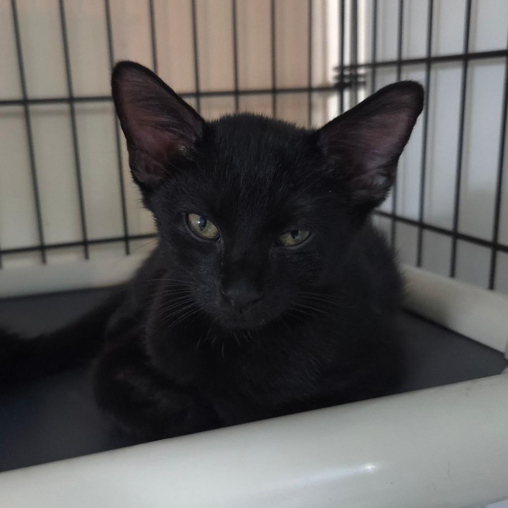 Windsor, Adoptable, Kitten Male Domestic Short Hair.