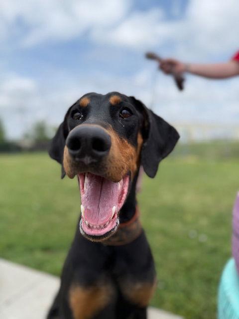 Xena, Adopted, Young Female Doberman Pinscher.