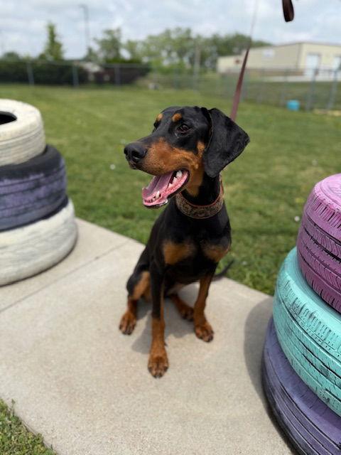 Enlarge Xena, a Adopted Doberman Pinscher in Omaha, NE image 2/3