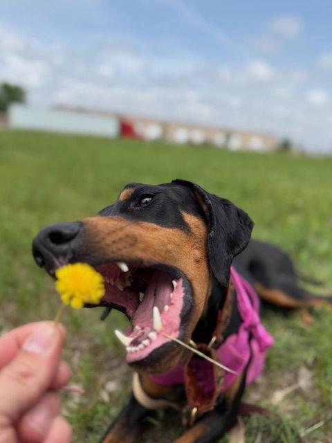 Enlarge Xena, a Adopted Doberman Pinscher in Omaha, NE image 3/3