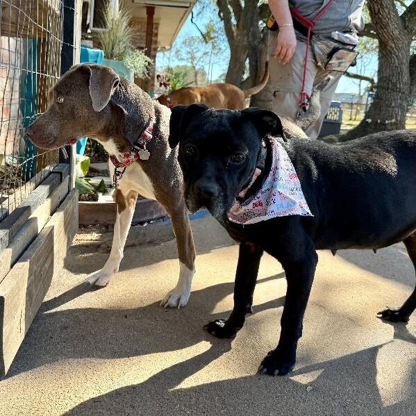 Blanche Nap Enthusiast — thumbnail 2