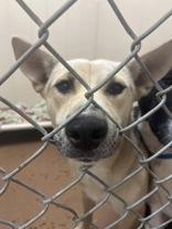 Enlarge Kleo, a Adoptable mixed breed image 1/1