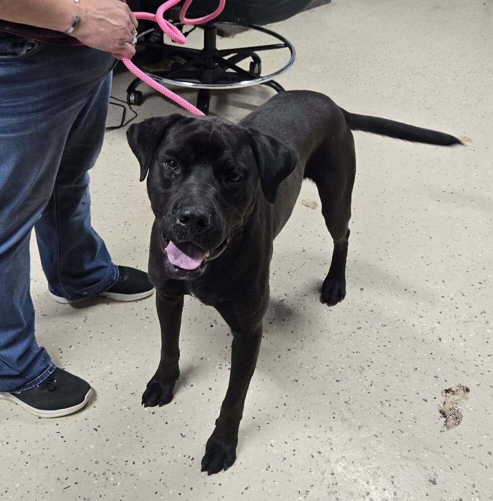 Enlarge Harvey, a Adoptable mixed breed in Waverly, OH image 1/1