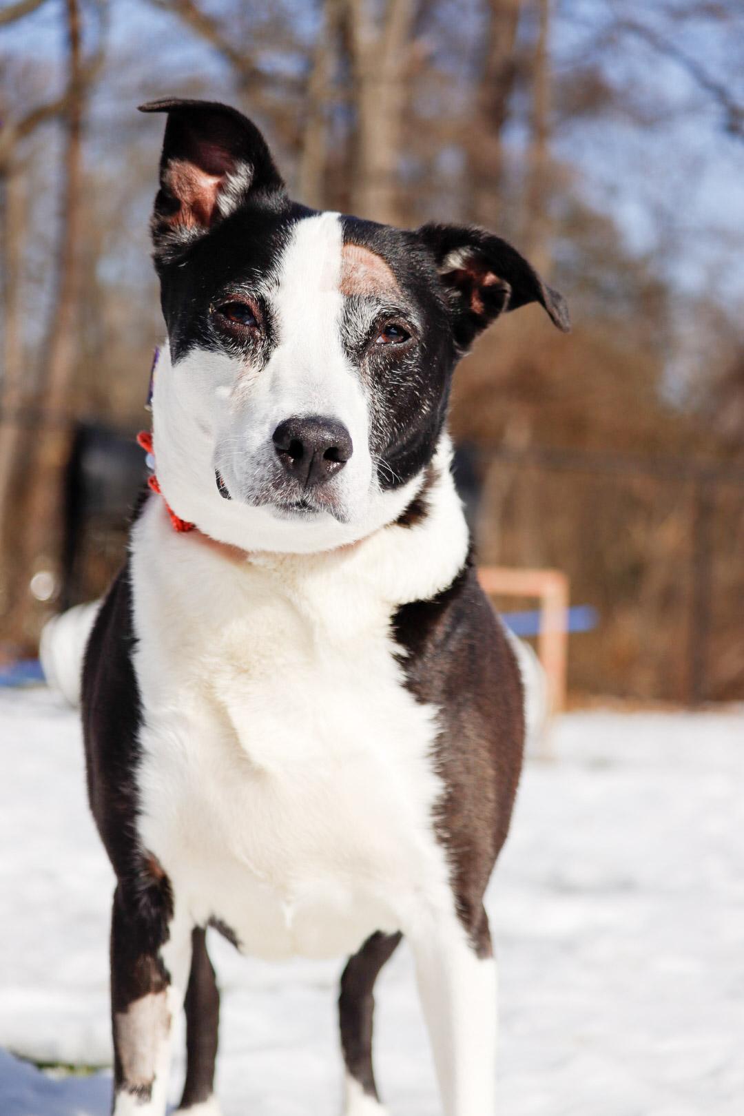 Enlarge Lexi, an adoptable mixed breed in Severn, MD image 4/6