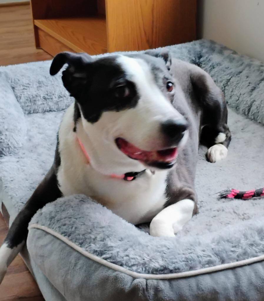 Enlarge Lexi, an adoptable mixed breed in Severn, MD image 5/6