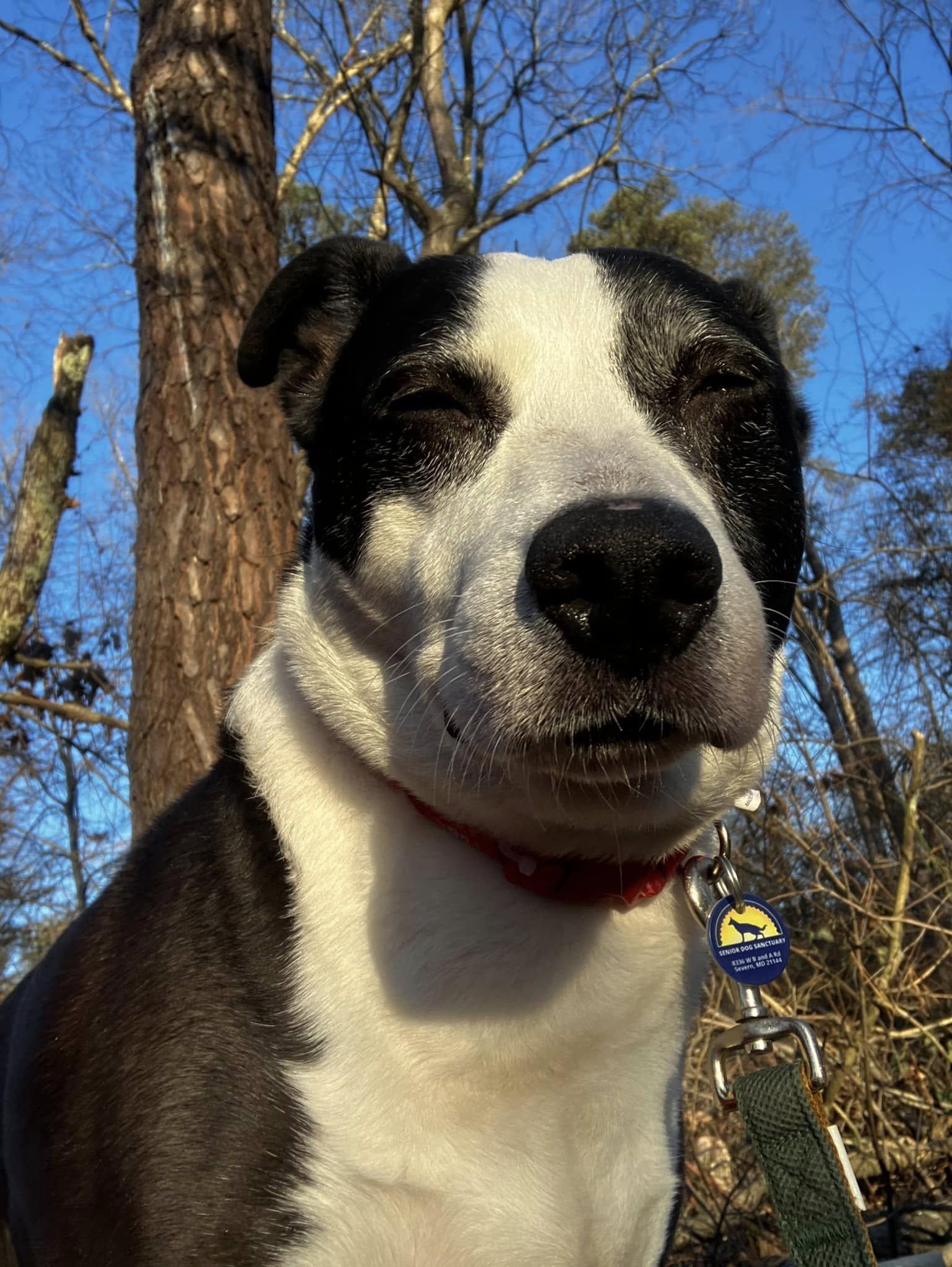 Enlarge Lexi, an adoptable mixed breed in Severn, MD image 6/6