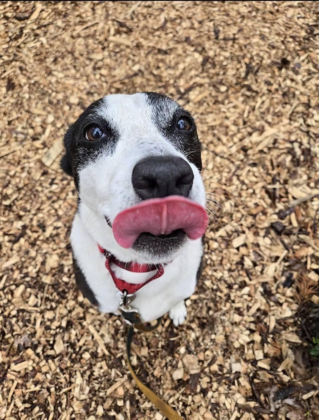Enlarge Lexi, an adoptable mixed breed in Severn, MD image 3/6