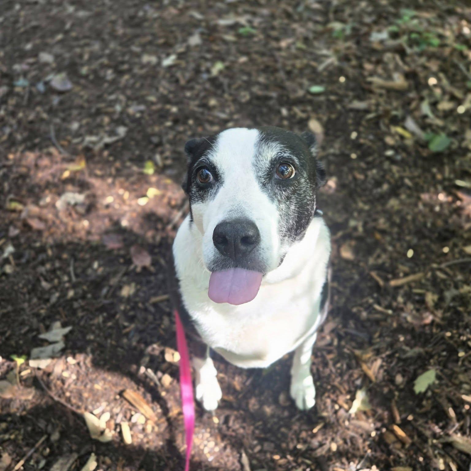 Enlarge Lexi, a Adoptable mixed breed in Severn, MD image 6/6