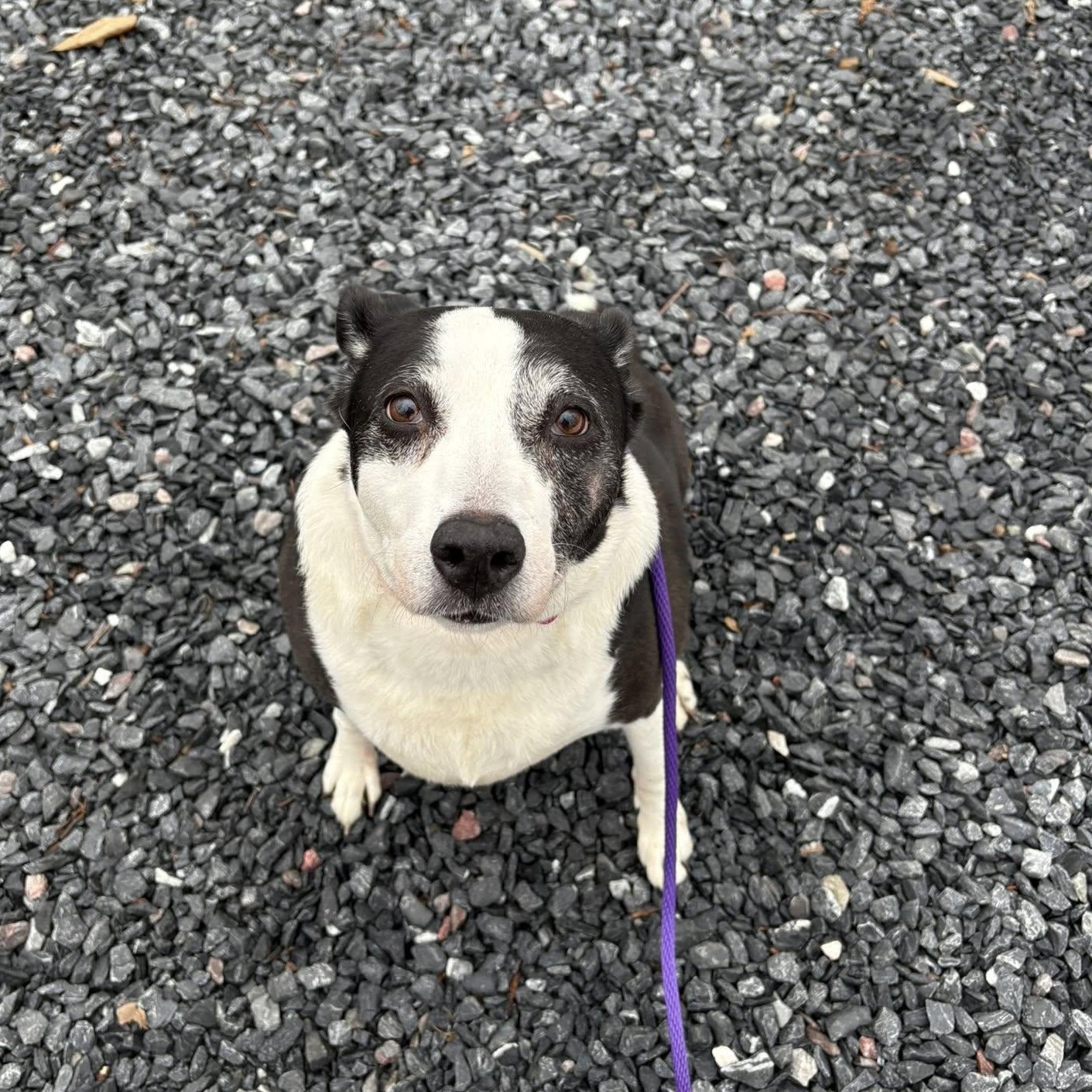 Lexi, adoptable, Adult Female Border Collie.
