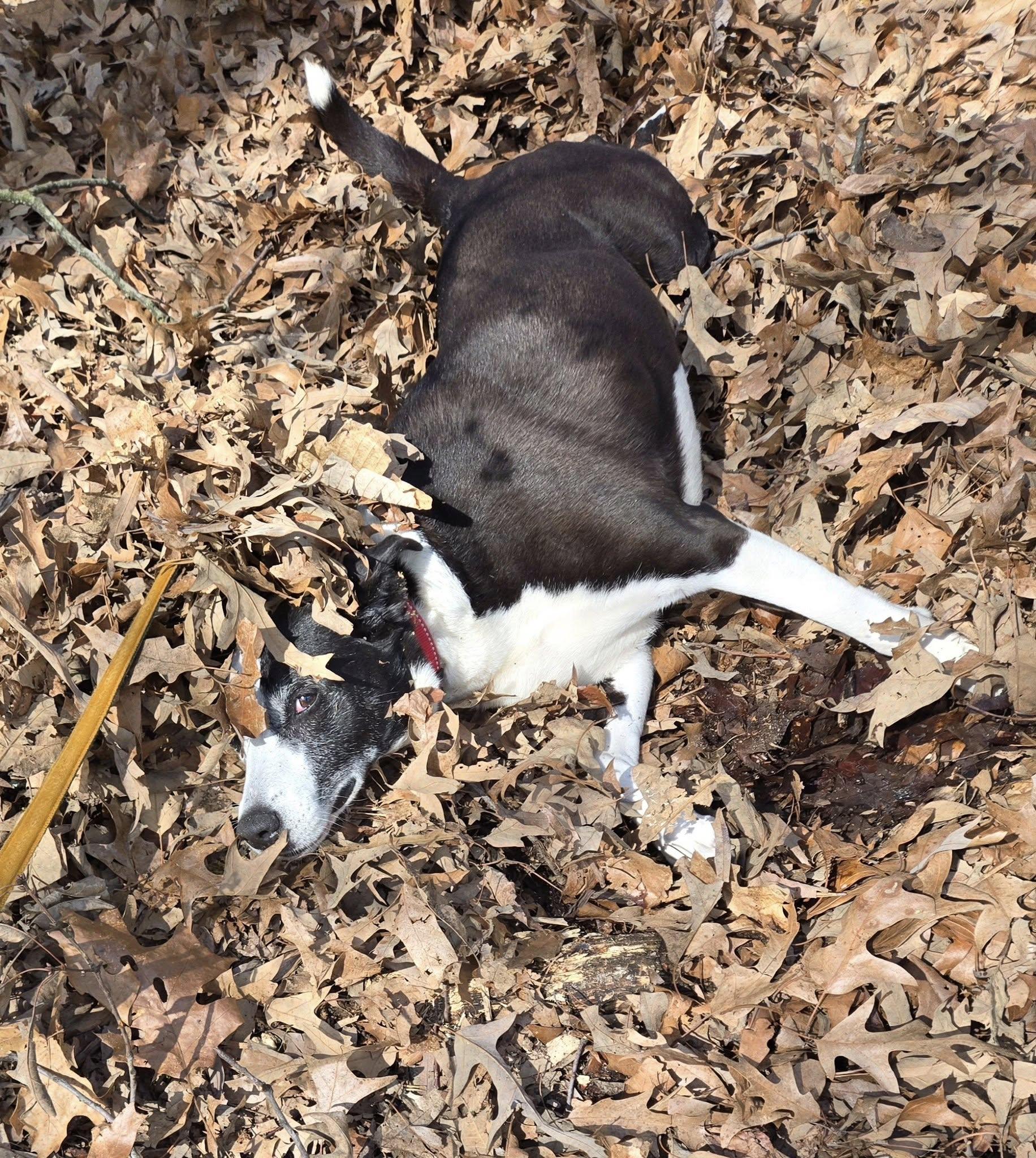 Enlarge Lexi, an adoptable mixed breed in Severn, MD image 2/6