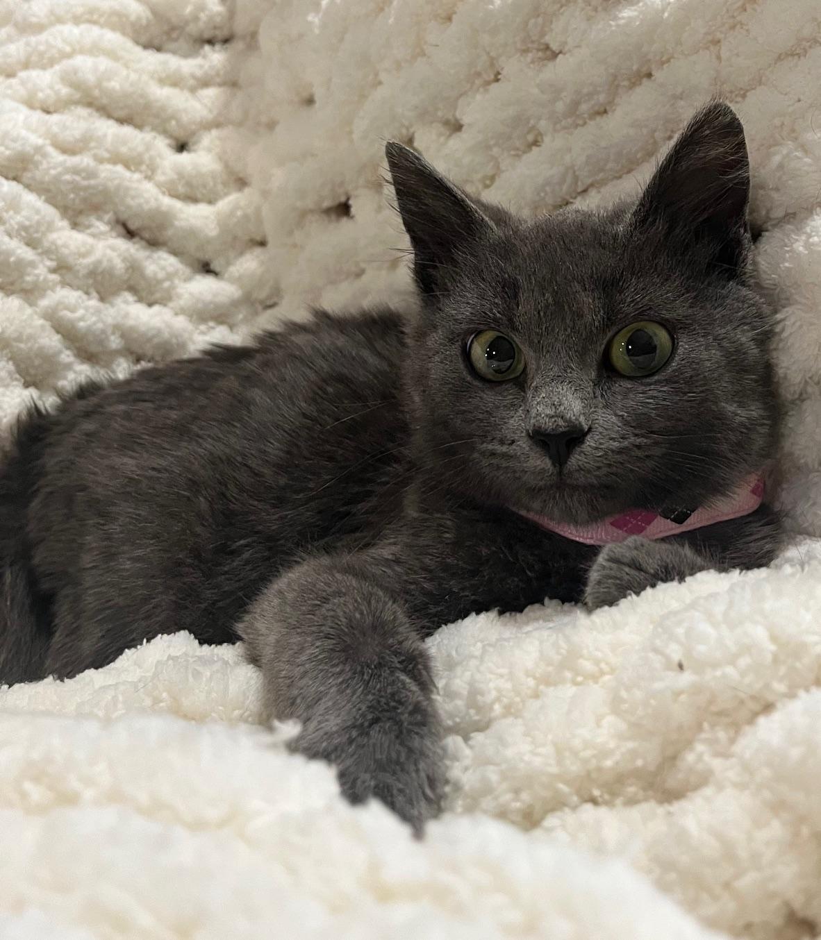 Enlarge Sissy, a Adoptable Domestic Short Hair in Webster City, IA image 1/1