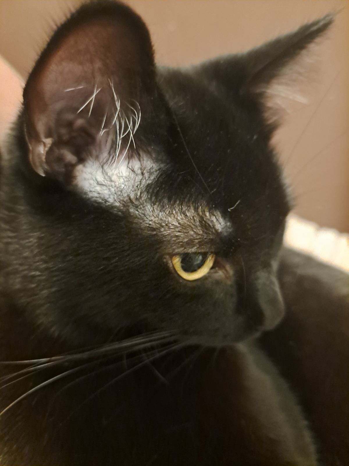 Ironh, Adoptable, Adult Male Domestic Short Hair.