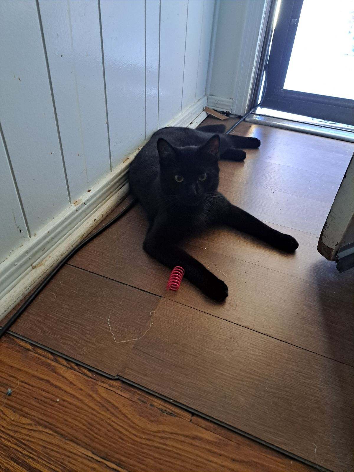 Ironh, a Adoptable Domestic Short Hair in Oklahoma City , OK image 2/4
