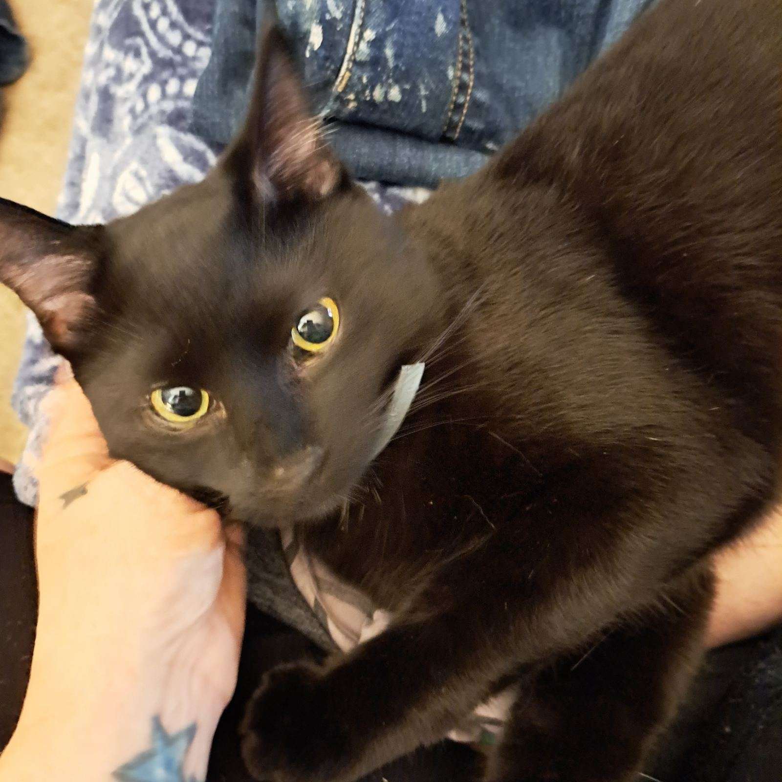 Ironh, a Adoptable Domestic Short Hair in Oklahoma City , OK image 3/4