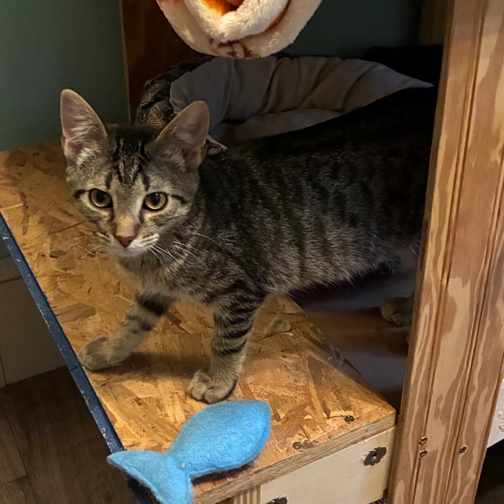 Mike, Adoptable, Kitten Male Domestic Short Hair.