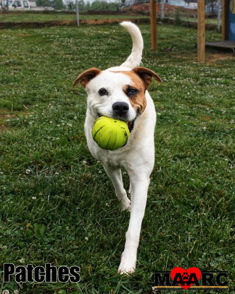 Enlarge Patches, a Adoptable mixed breed in Maryville, TN image 1/1