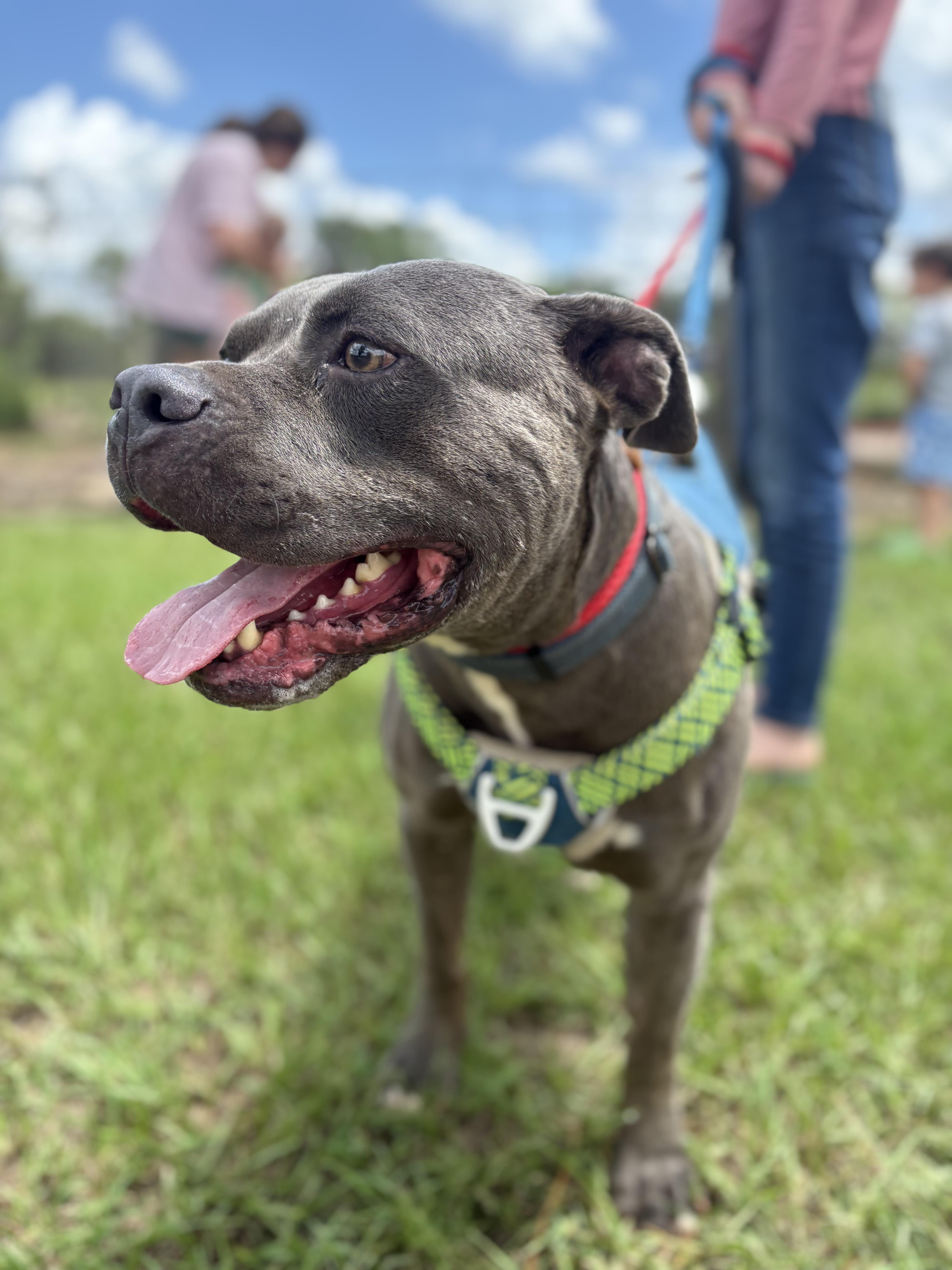 Enlarge Bruce (Brufus), a Adoptable Mixed Breed in Cuthbert, GA image 3/4