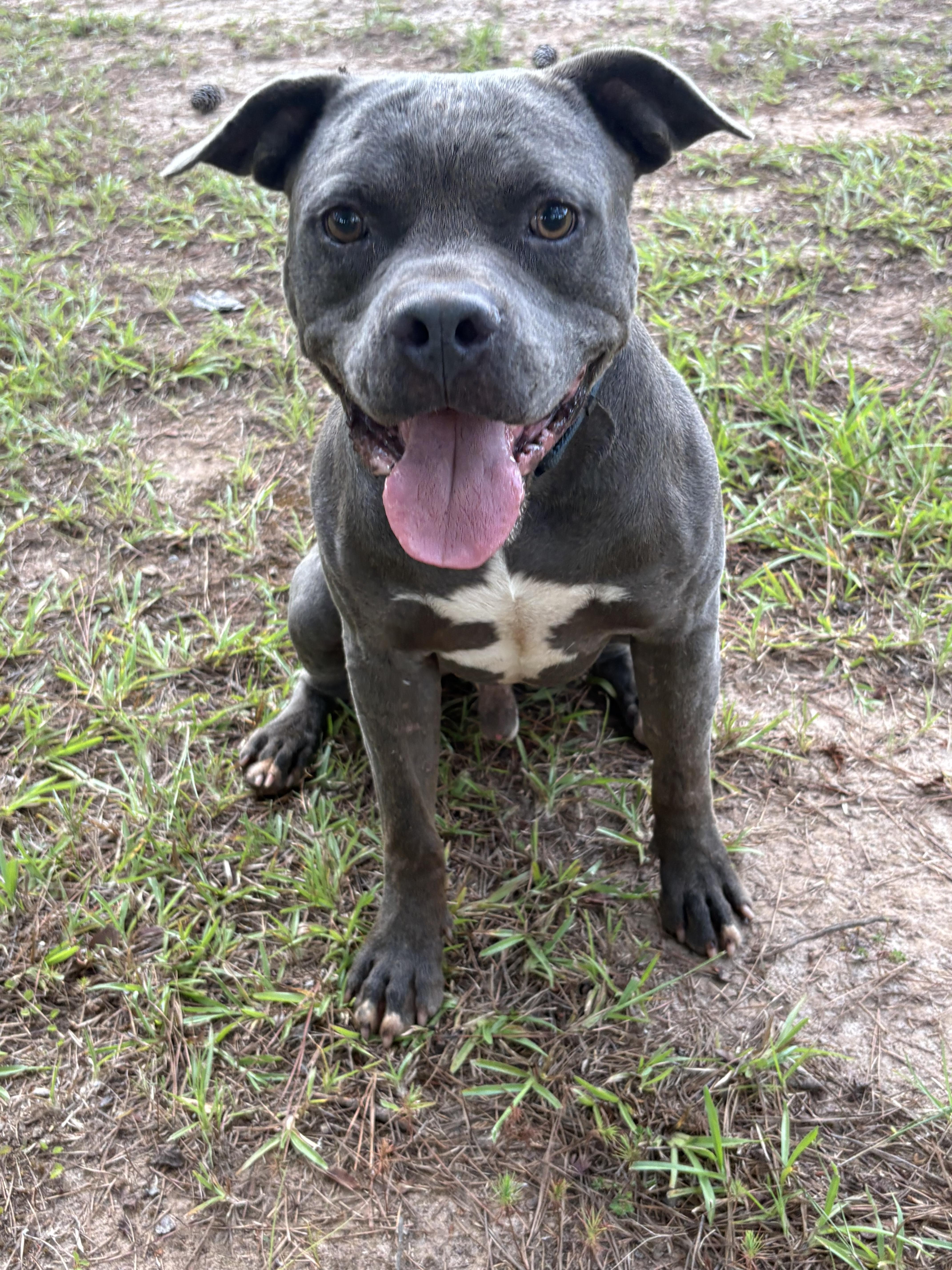 Bruce (Brufus), ADOPTABLE, Adult Male Mixed Breed.
