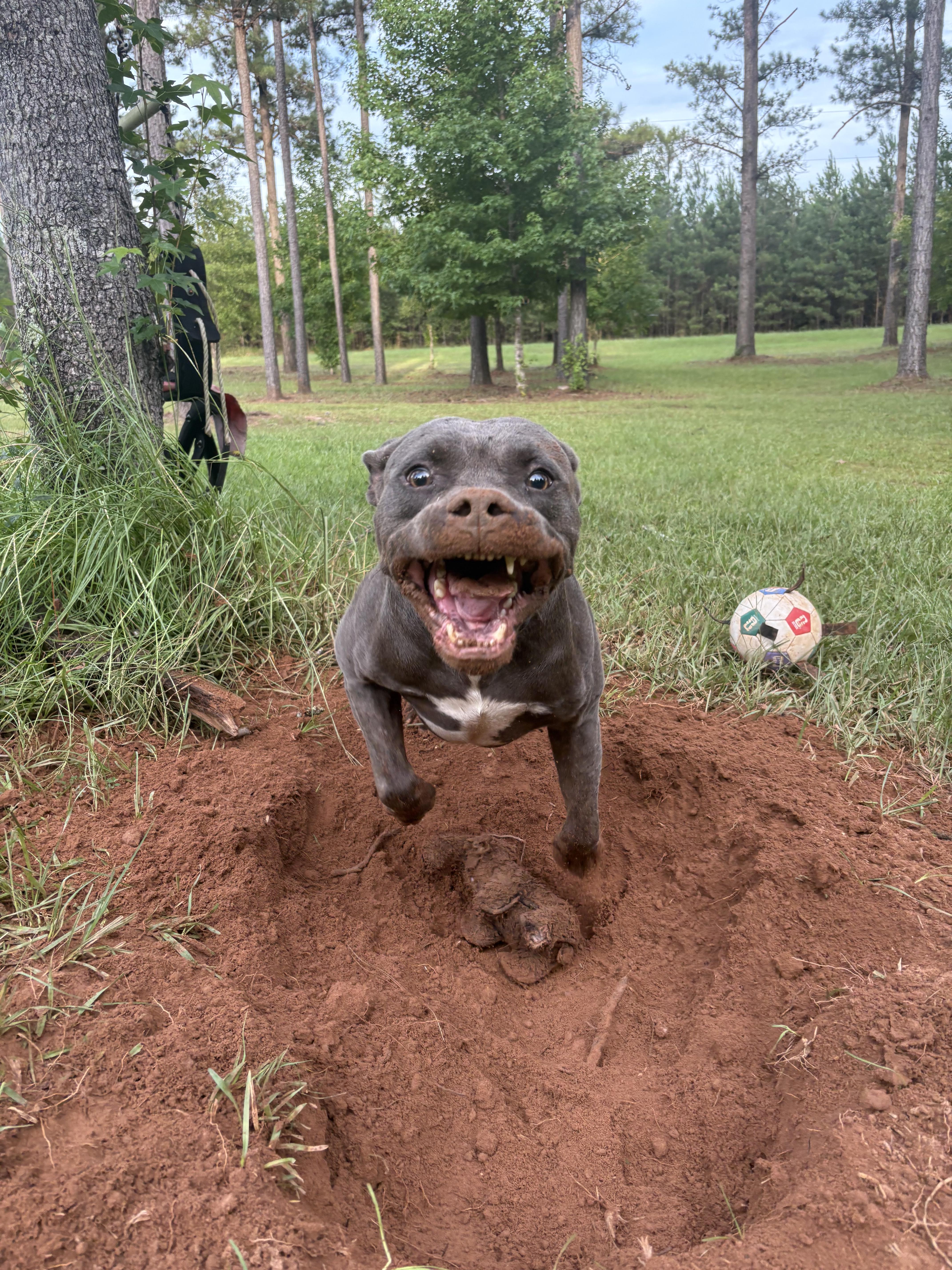 Enlarge Bruce (Brufus), a Adoptable Mixed Breed in Cuthbert, GA image 2/4