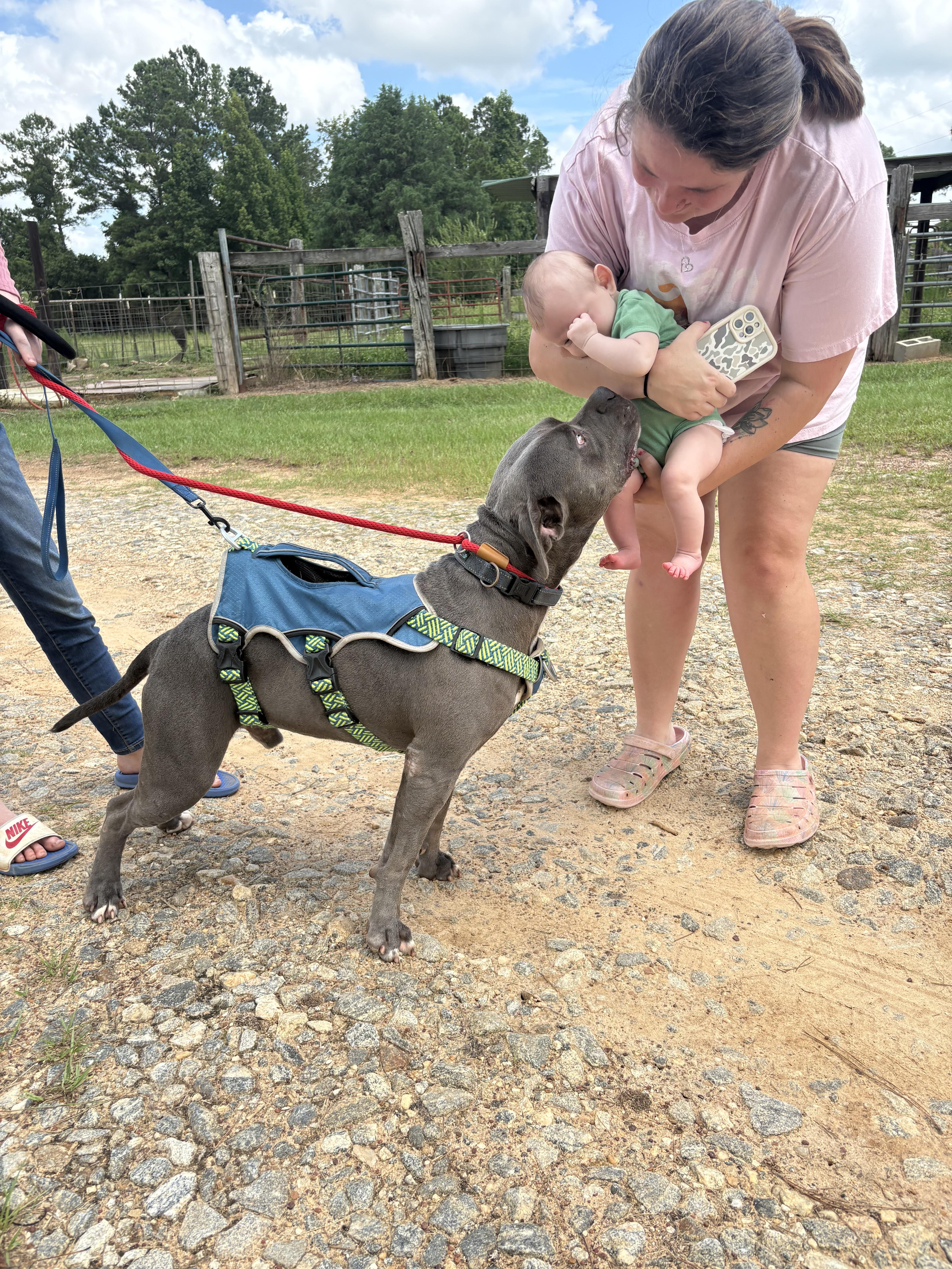 Enlarge Bruce (Brufus), a Adoptable Mixed Breed in Cuthbert, GA image 4/4