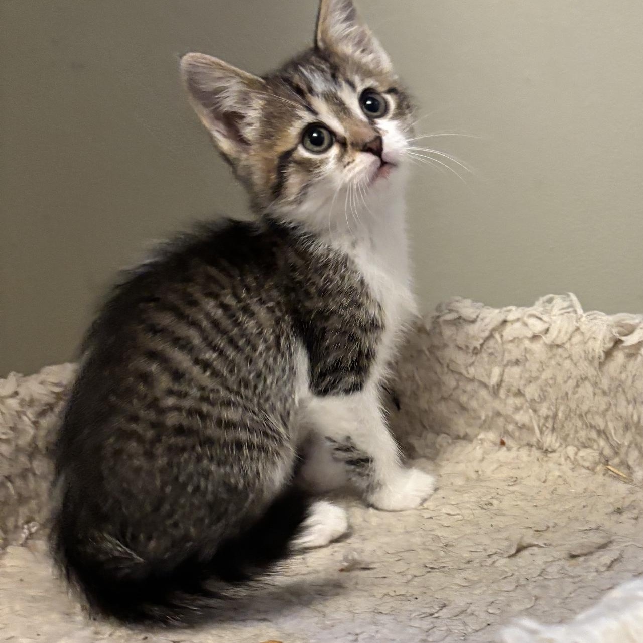 Enlarge Daisy, a Adoptable Domestic Short Hair in Minneapolis, MN image 2/4