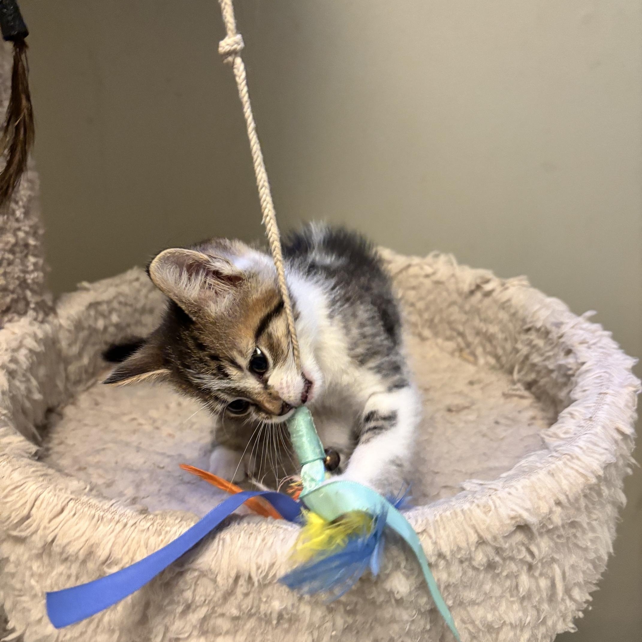 Enlarge Daisy, a Adoptable Domestic Short Hair in Minneapolis, MN image 3/4