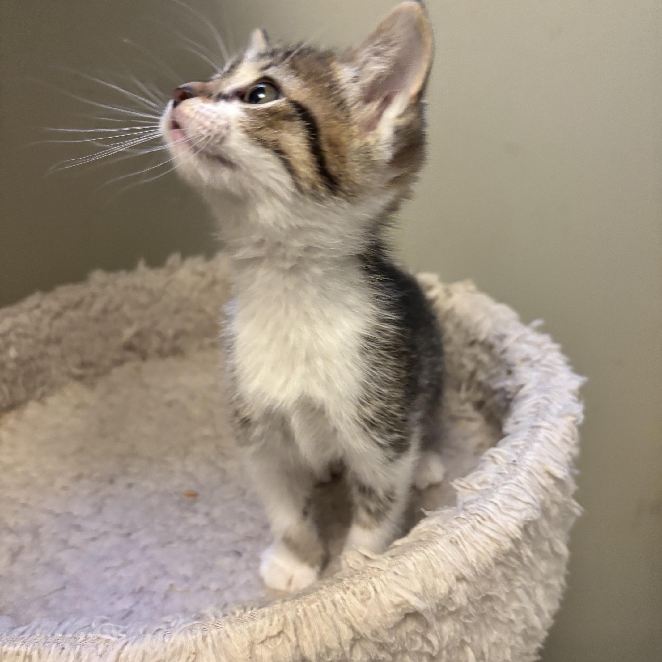 Enlarge Daisy, a Adoptable Domestic Short Hair in Minneapolis, MN image 4/4
