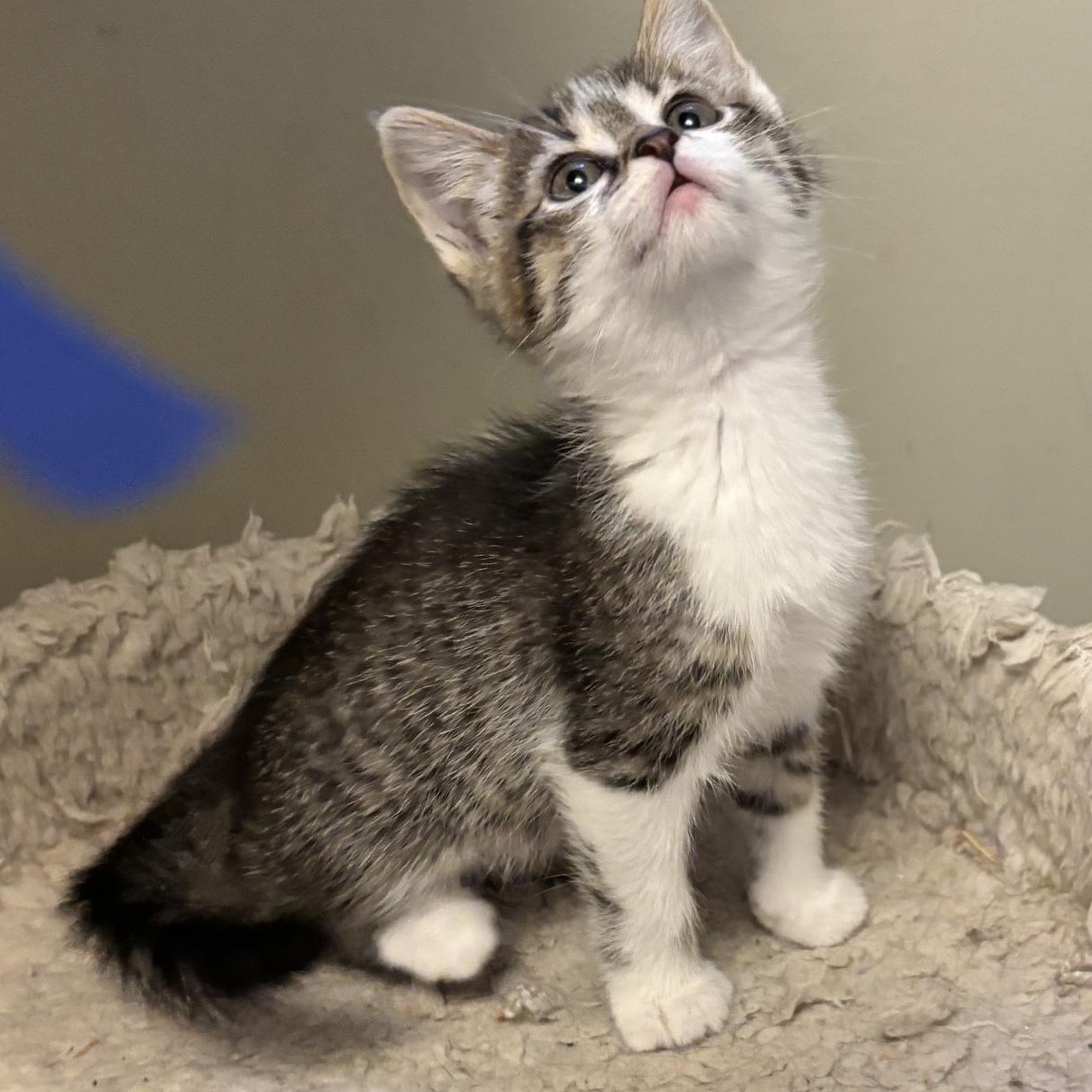 Enlarge Daisy, a Adoptable Domestic Short Hair in Minneapolis, MN image 1/4