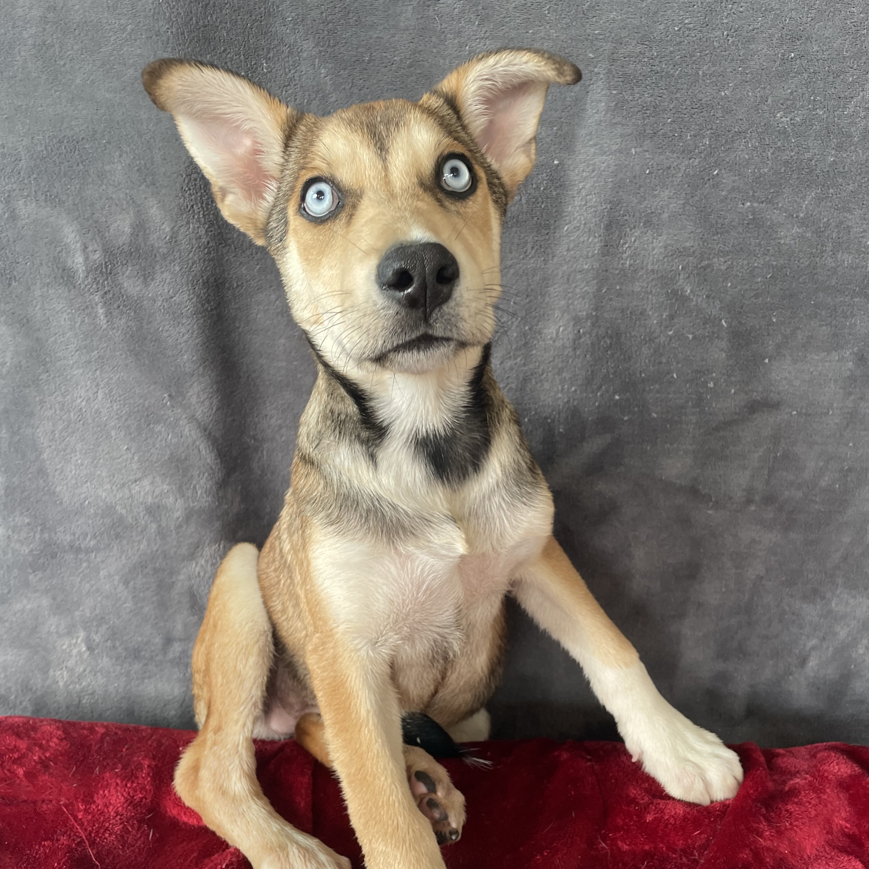 Enlarge Lance, a Adoptable mixed breed in Phoenix, AZ image 2/3
