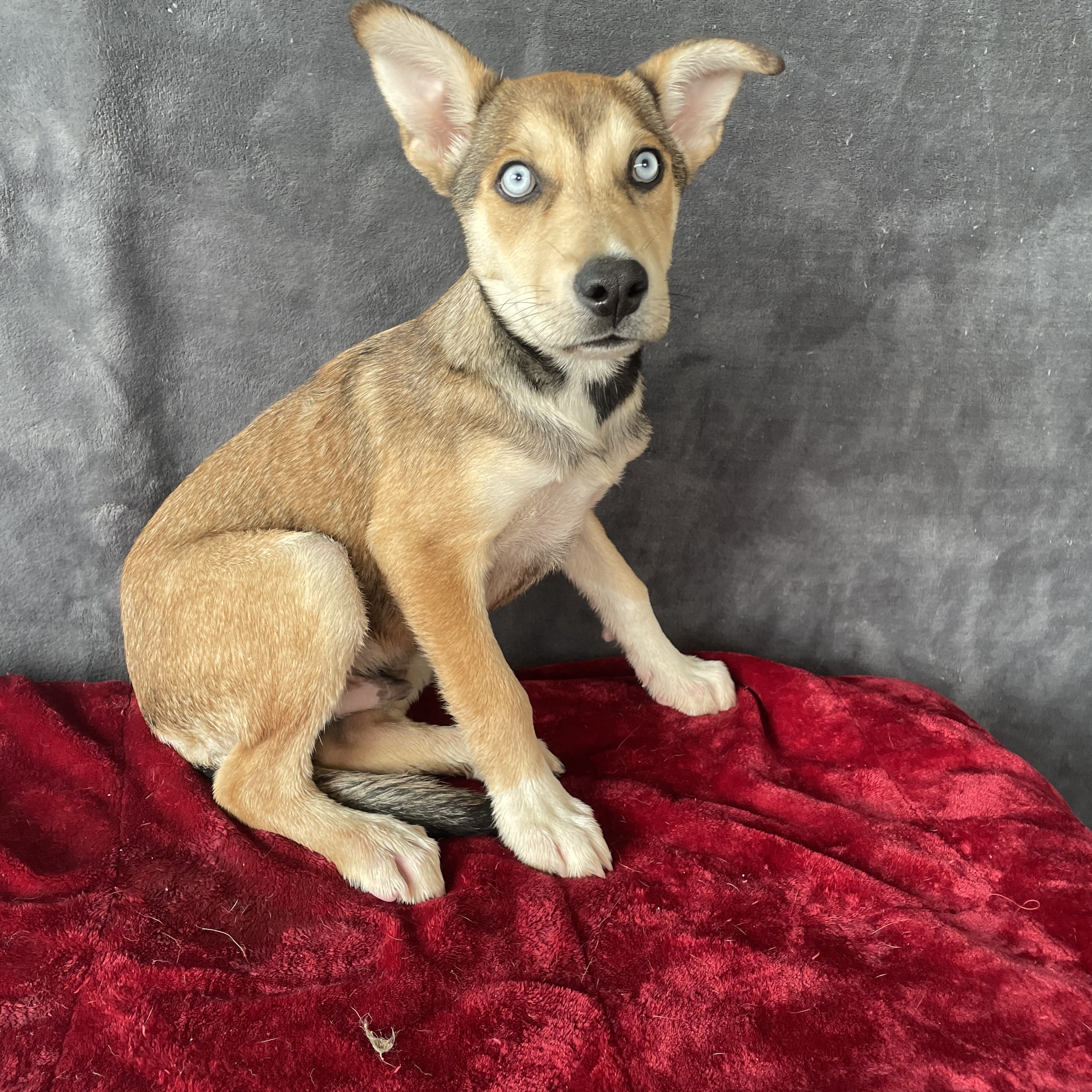 Lance, Adoptable, Young Male Shepherd & Husky.