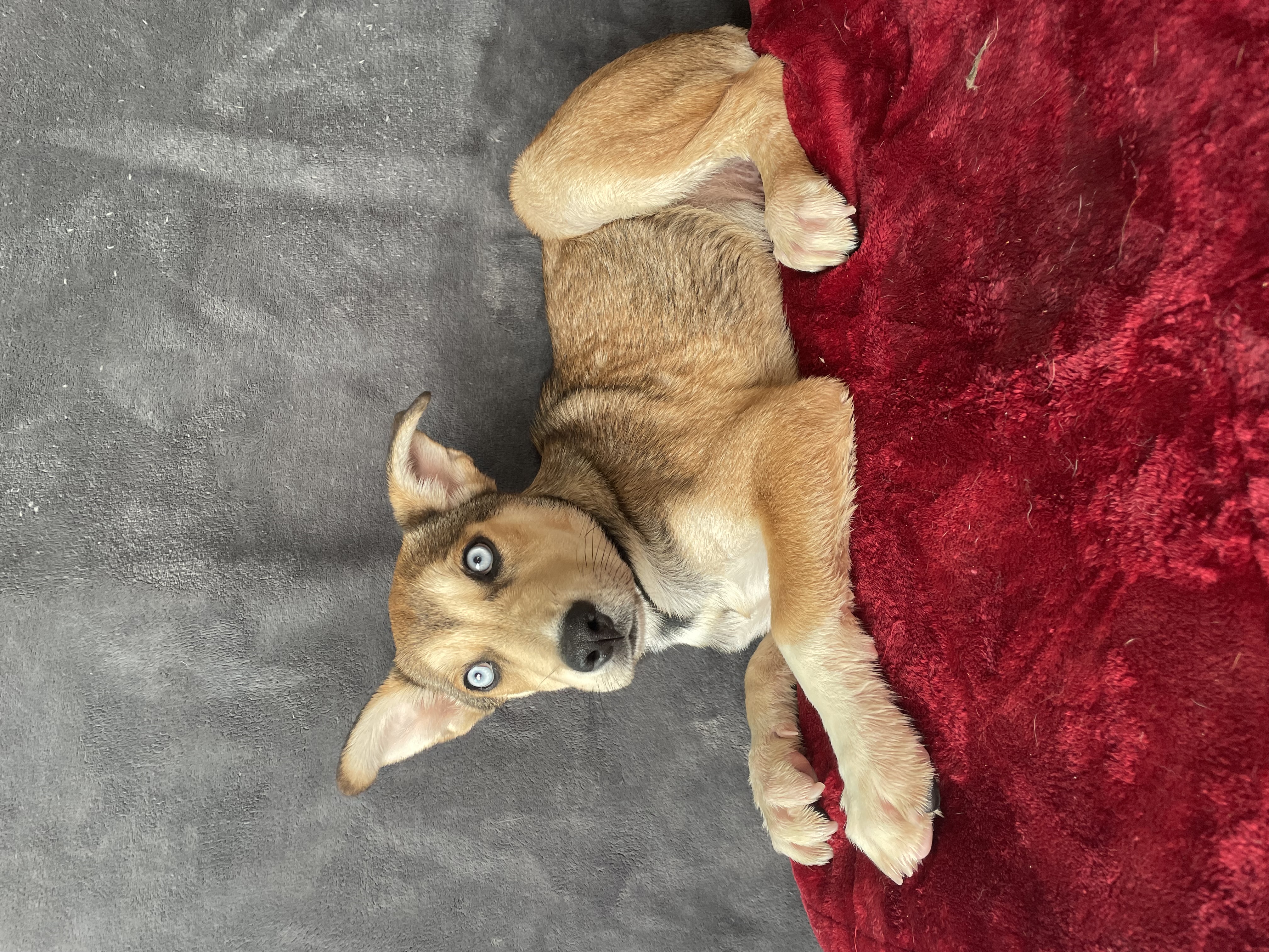 Enlarge Lance, a Adoptable mixed breed in Phoenix, AZ image 3/3