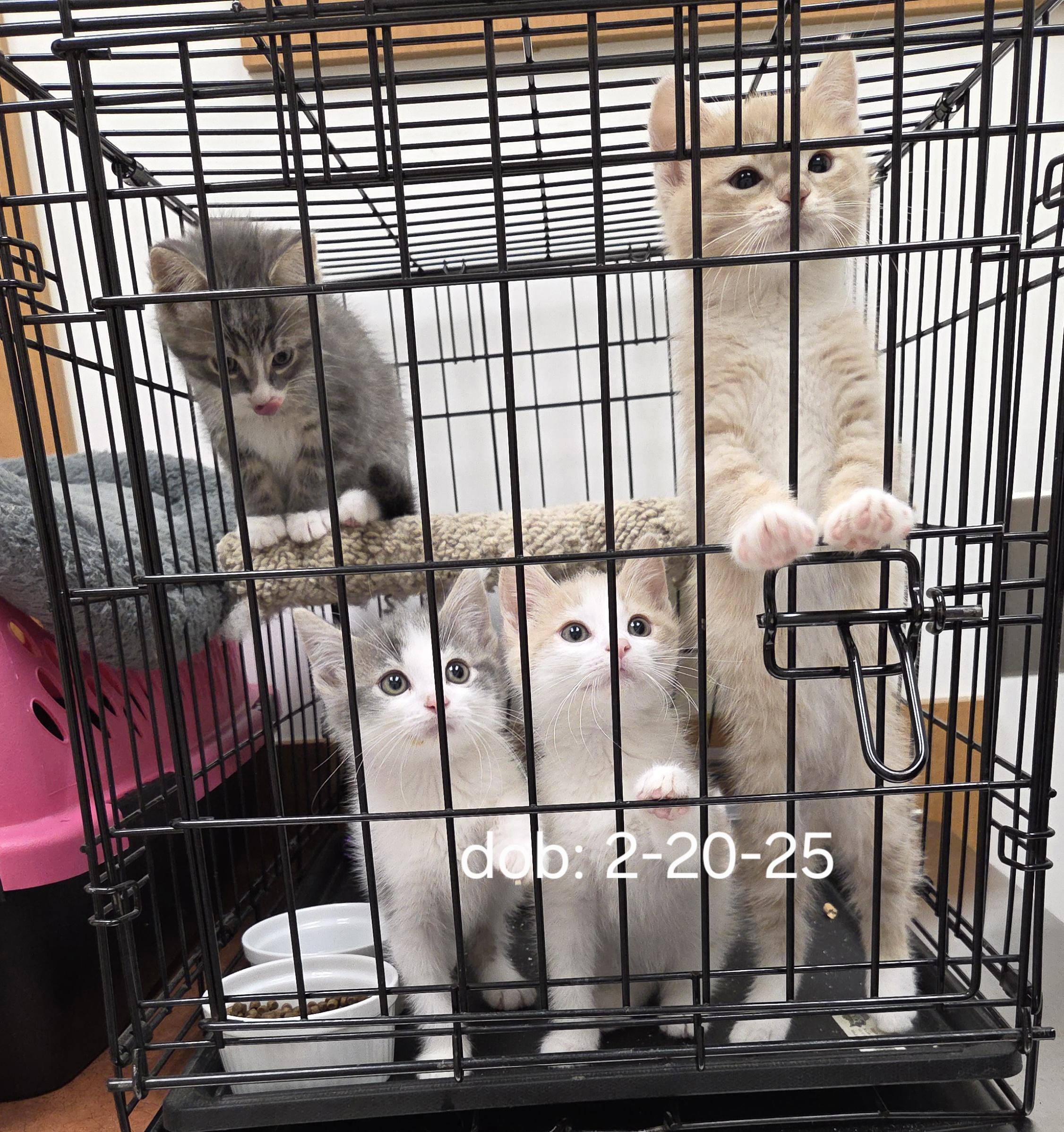 KITTENS, a ADOPTABLE mixed breed in Harrison, MI image 2/2