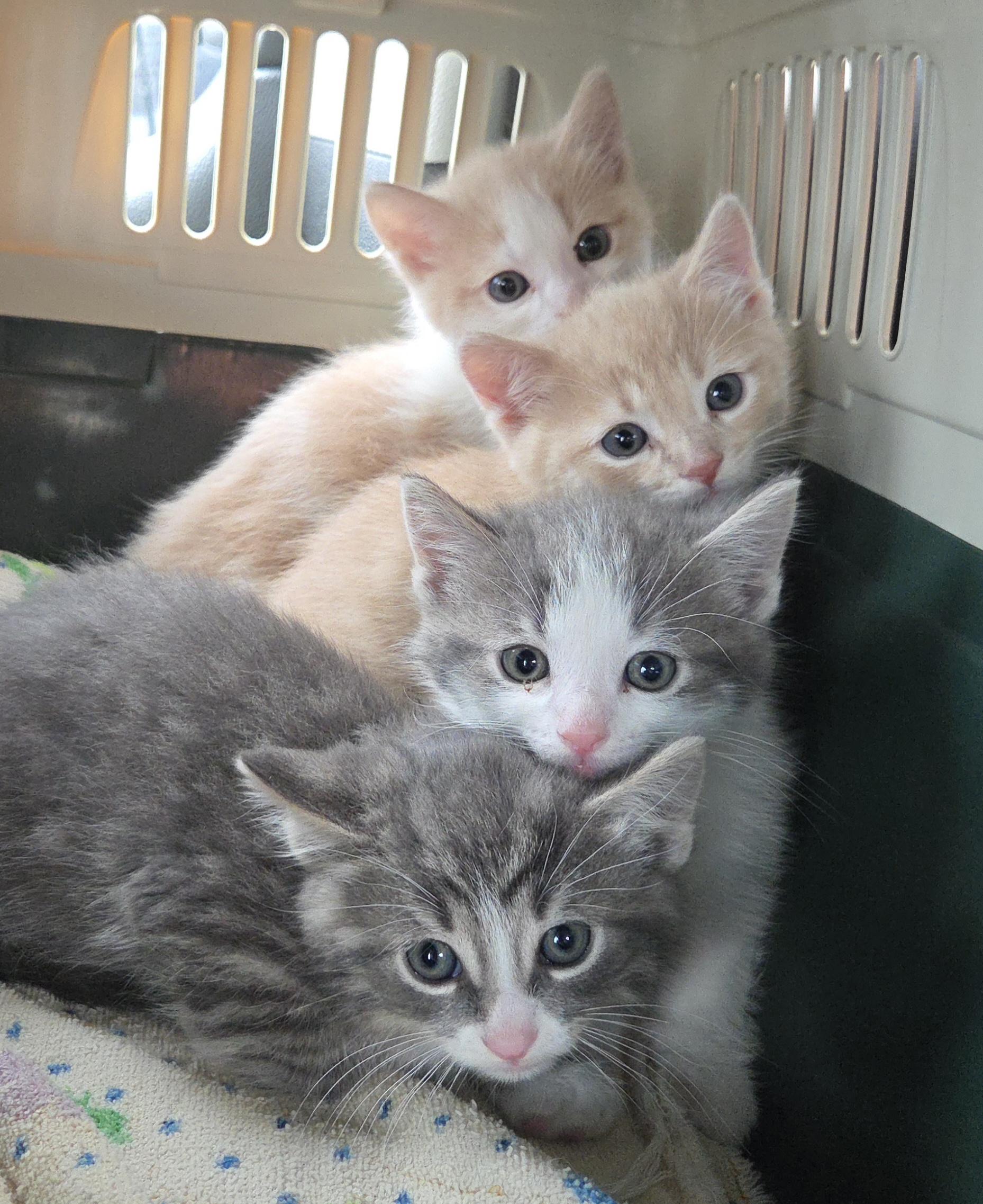 KITTENS, ADOPTABLE, Young Male Domestic Short Hair.