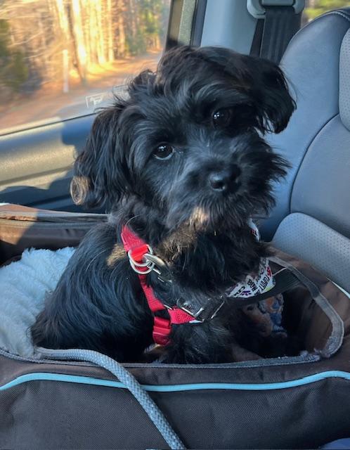 Enlarge Kip, a ADOPTABLE mixed breed in Glen Allen, VA image 1/3