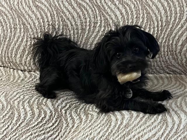 Enlarge Kip, a ADOPTABLE mixed breed in Glen Allen, VA image 2/3