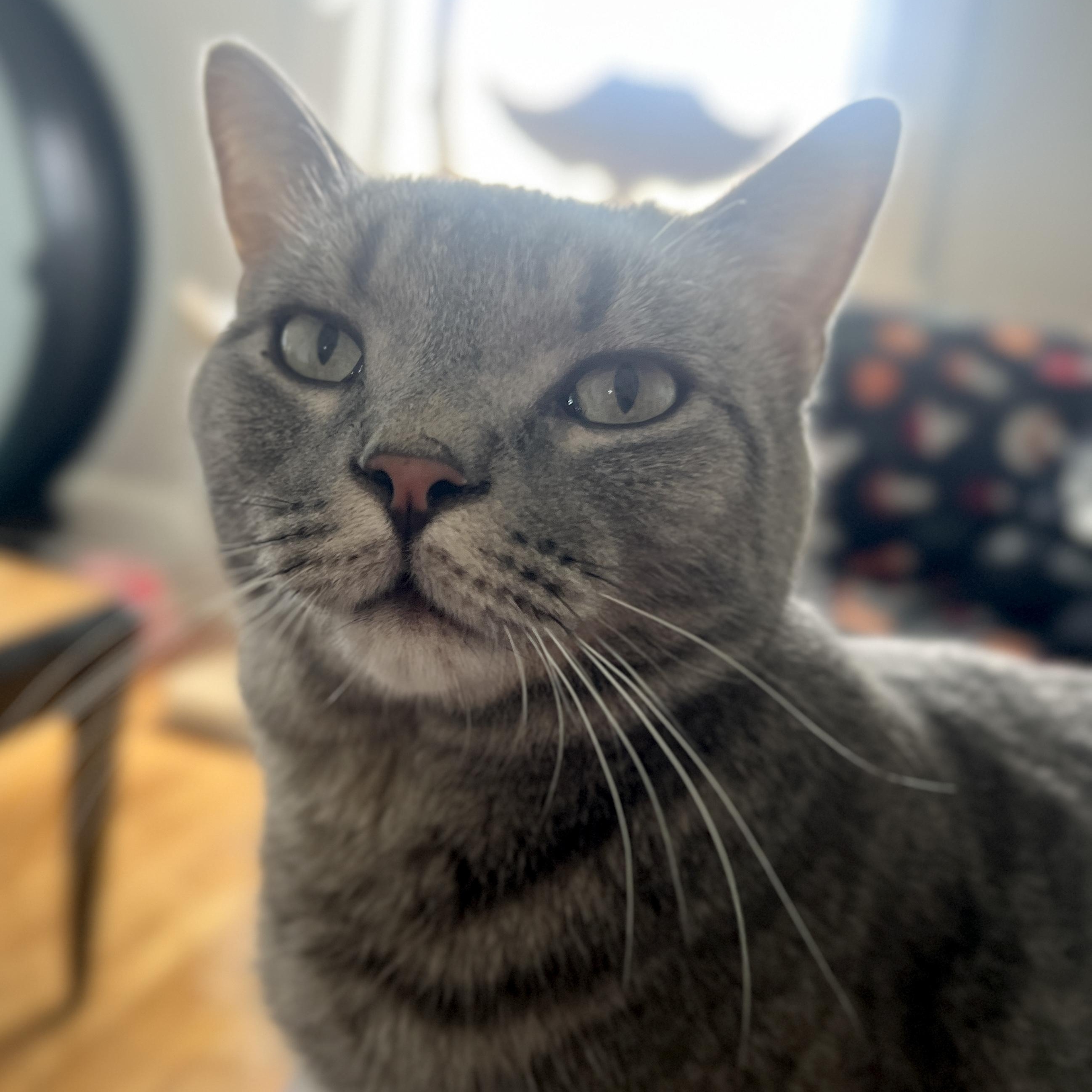 Enlarge Winken, a ADOPTABLE Domestic Short Hair in Roanoke, VA image 2/3