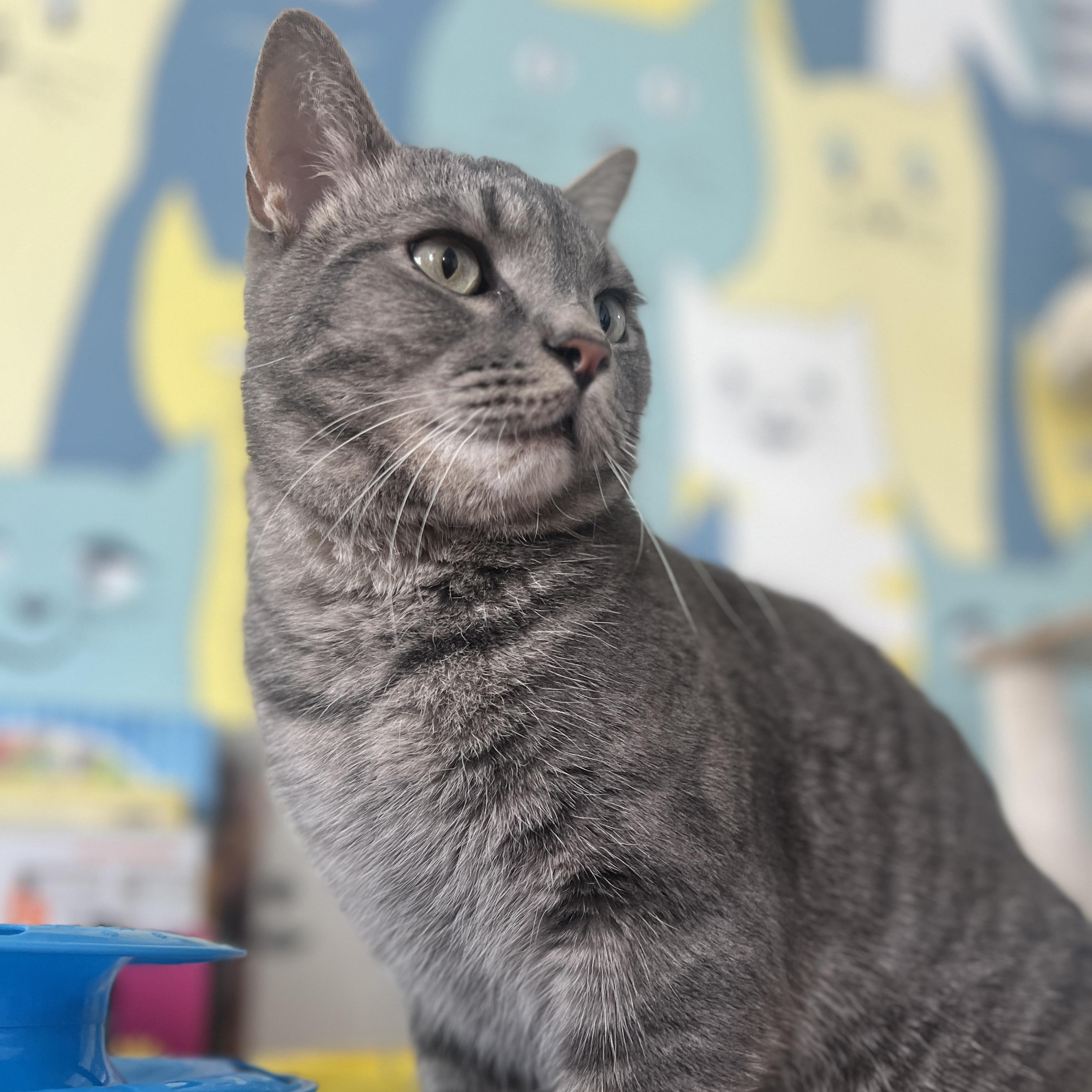 Enlarge Winken, a ADOPTABLE Domestic Short Hair in Roanoke, VA image 1/3