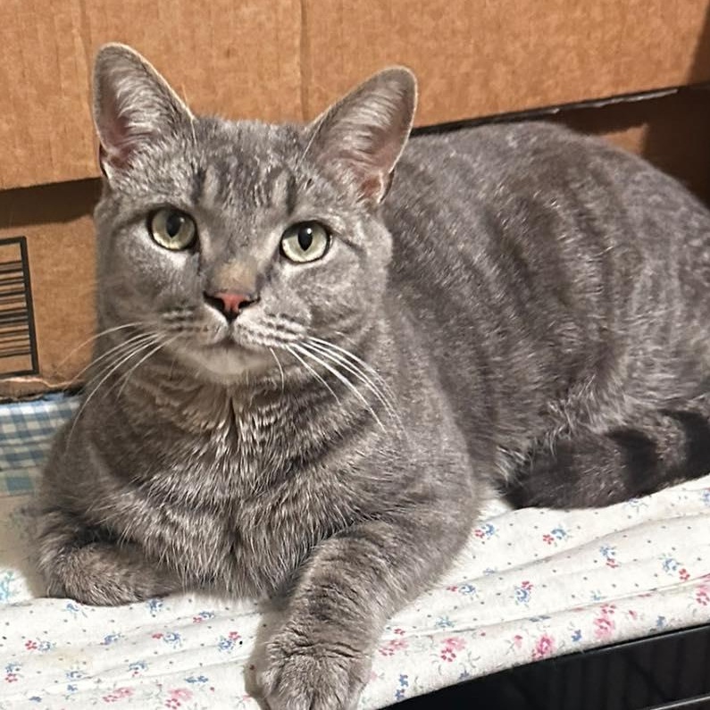 Winken, ADOPTABLE, Young Male Domestic Short Hair.